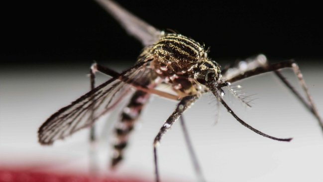 Florida confirmó el primer caso de microcefalia ligado al virus Zika