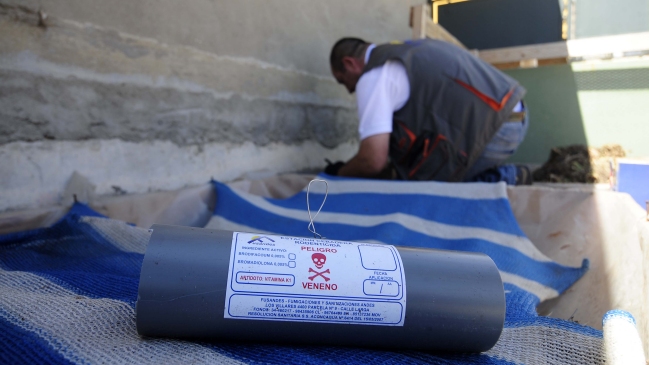 Plaga de ratones obligó a suspender clases en colegio de Queilen