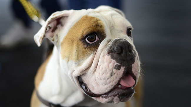 ¿Qué implica la ordenanza de Providencia que reconoce a mascotas como 