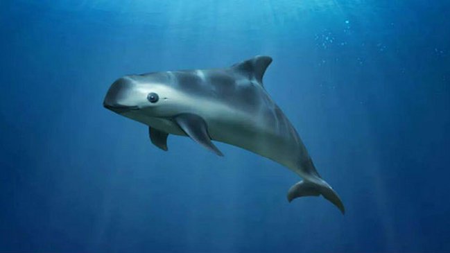 Ambientalistas piden solidaridad internacional para salvar la vaquita marina