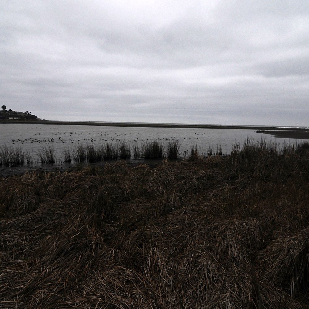 La biodiversidad cae, globalmente, por debajo del umbral aconsejable
