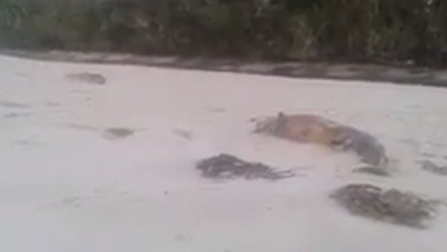 PDI investiga nueva varazón de ballenas en la Región de Aysén