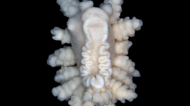 Descubren una nueva especie de invertebrado marino en la Antártida