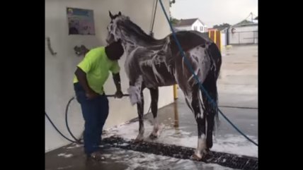 Una manera poco ortodoxa de bañar a un caballo