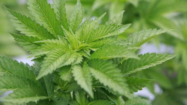 Condenaron a siete integrantes de banda que traficaba marihuana en Constitución