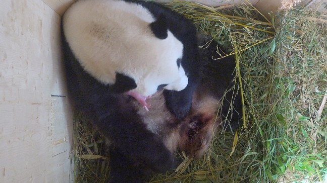 Nace en Viena un oso panda gigante tras inseminación natural