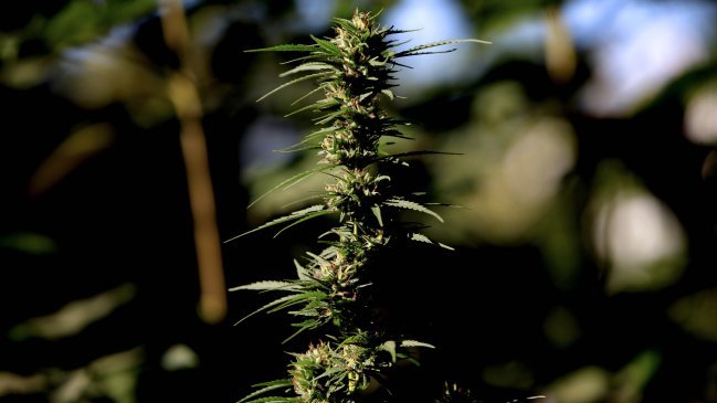 Corte de Apelaciones sobreseyó a imputado erróneamente por tráfico de drogas