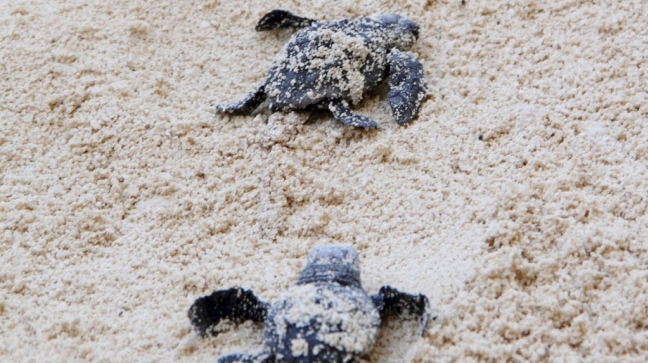 Grecia registra este año un récord de nacimientos de la tortuga marina