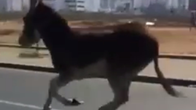 Una grúa se llevó a un burro por infringir código de tránsito en Marruecos
