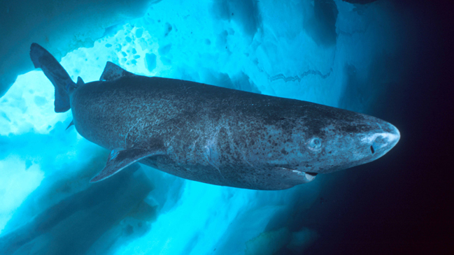 Determinan que el tiburón de Groenlandia es el vertebrado más longevo del mundo