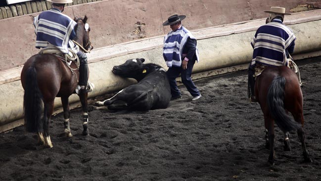 Recoleta decidió prohibir el rodeo y la utilización de animales en circos