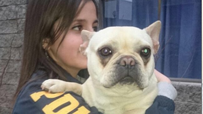 PDI recuperó perro avaluado en más de un millón de pesos