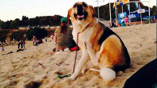 Fiscal investigará muerte de perros y robo de paltas en Región de Valparaíso