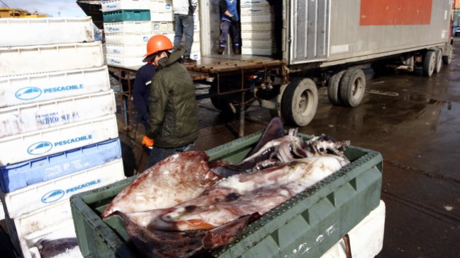 Sernapesca incautó 13 toneladas de jibia ilegal destinada a exportación