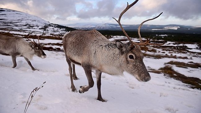 Tormenta eléctrica causó muerte de más de 300 renos en Noruega