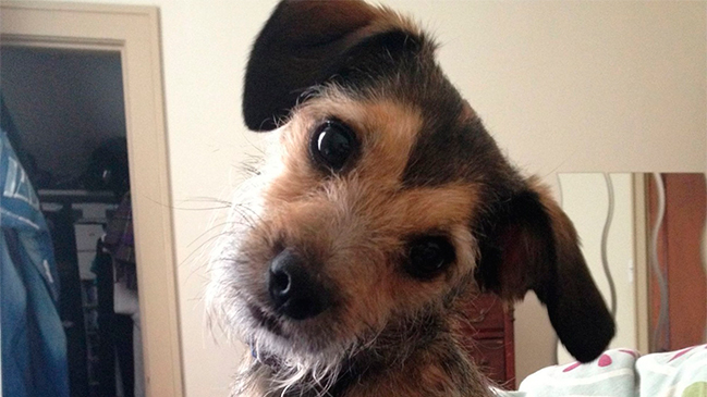 Comprobado científicamente: Tu perro entiende lo que le dices y cómo se lo dices