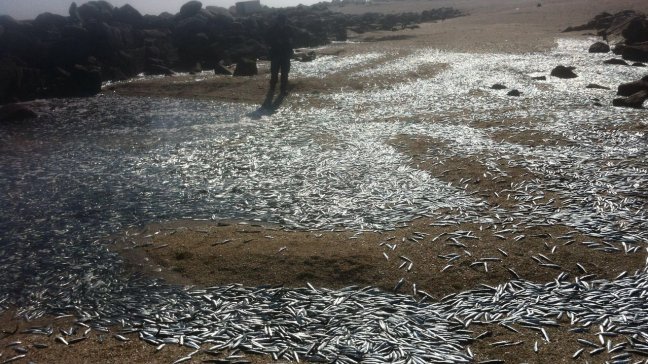 Sernapesca investiga masiva varazón de anchovetas en Chañaral