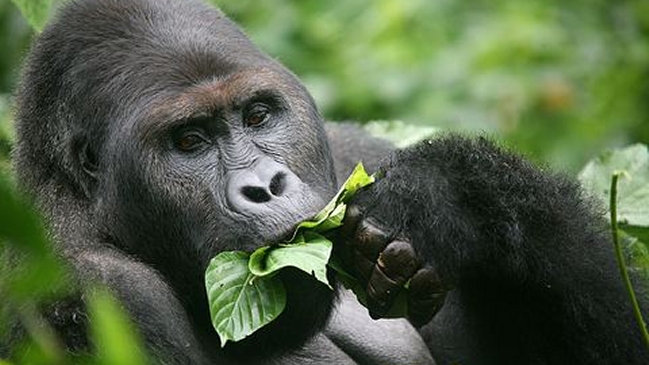 La caza ilegal lleva los grandes simios al borde de la extinción