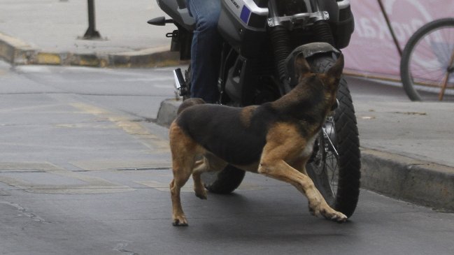 Joven de 17 años falleció tras ser atacado por una jauría en Concepción