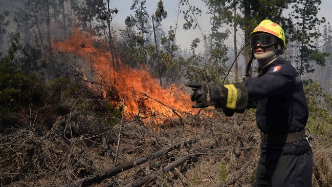 Incendio forestal en fundo El Llano fue controlado