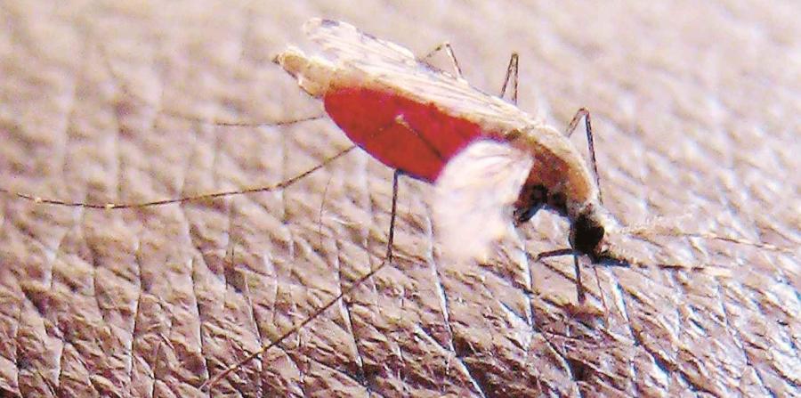 Un hombre fue internado por malaria en Arica