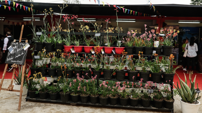 Sexta feria Echinuco se inicia este viernes marcada por conciencia ecológica