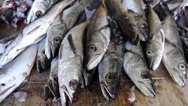 Comienza la veda de la corvina y finaliza la de la merluza