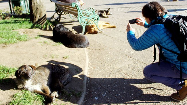 Justicia amplió plazo para el retiro de perros vagos en Coyhaique