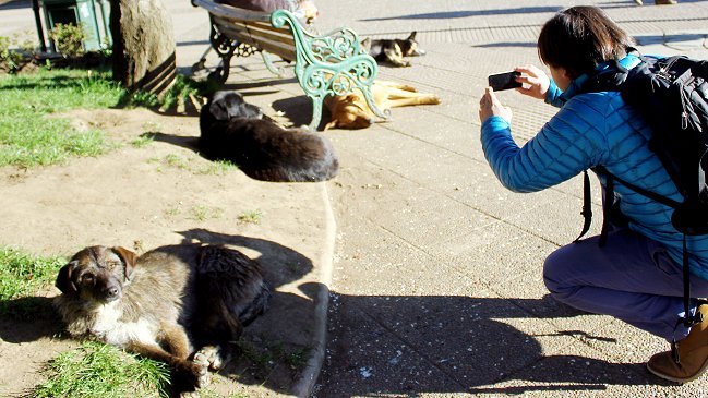 Justicia amplió plazo para el retiro de perros vagos en Coyhaique