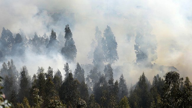 Incendio en Casablanca consumió 20 hectáreas