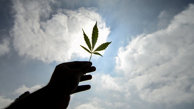 Minsal autorizó por primera vez la venta de un medicamento a base de marihuana