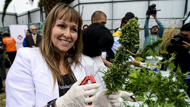 Fundación Daya celebró autorización para venta de medicamento a base de marihuana