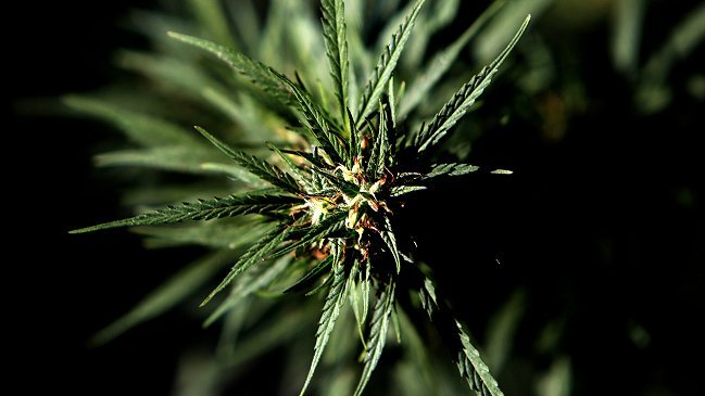 Madre denunció a su hijo por tener marihuana en su dormitorio