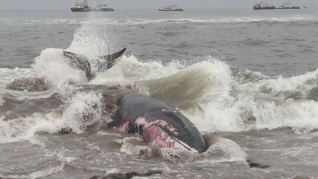 Ballena del tipo Minke varó en playa de Arica