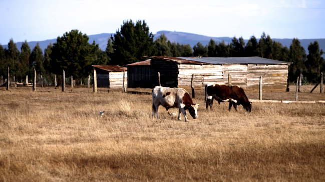 Estudio Conaf: Sequía afecta al 72 por ciento del territorio nacional