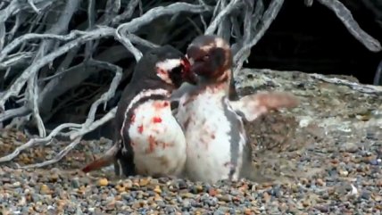 Pingüino protagonizó brutal pelea tras descubrir infidelidad de su pareja