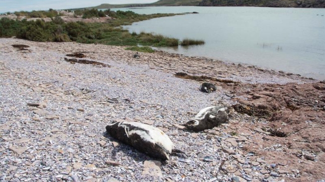 Encuentran cerca de 400 pingüinos muertos por mordeduras de perros en Argentina
