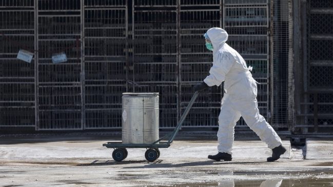 Japón eleva al máximo la alerta por gripe aviar tras detectar cepa contagiosa