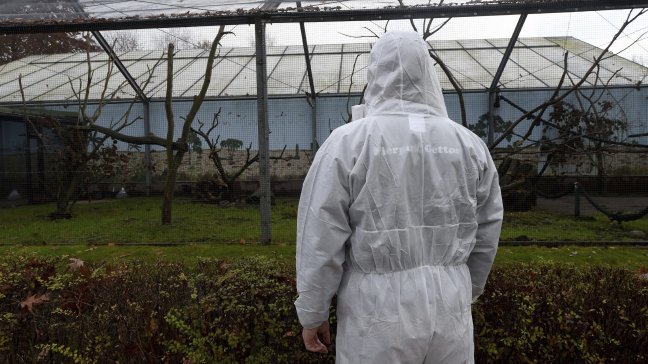 Corea del Sur suma dos nuevos casos de gripe aviar y sacrifica miles de patos