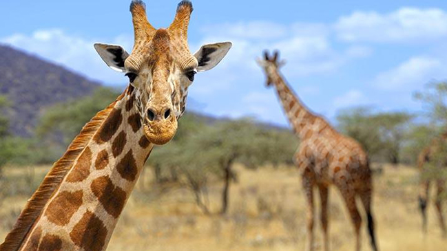 Dramática caída en población mundial de jirafas la deja como especie 