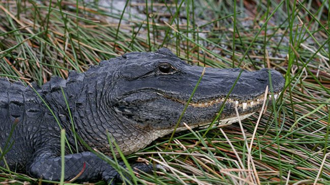 PDI detuvo a hombre por contrabando de animales exóticos y piezas arqueológicas