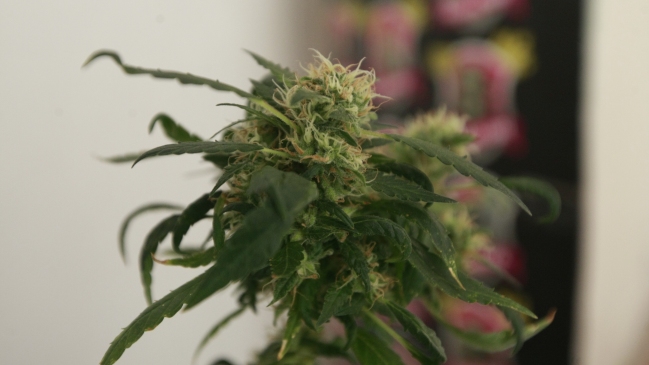 Región del Biobío: Ingeniera civil que cultivaba marihuana en su casa enfrenta juicio