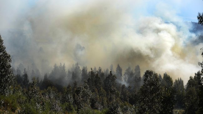 Incendios forestales dejan 33 damnificados y 19 viviendas destruidas
