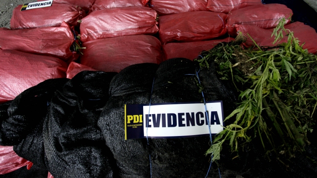 PDI incautó cerca de 4.000 plantas de marihuana en provincia de Limarí