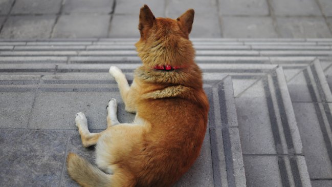 Minsal: En cuatro meses, 1.500 mascotas han mordido a personas en la capital