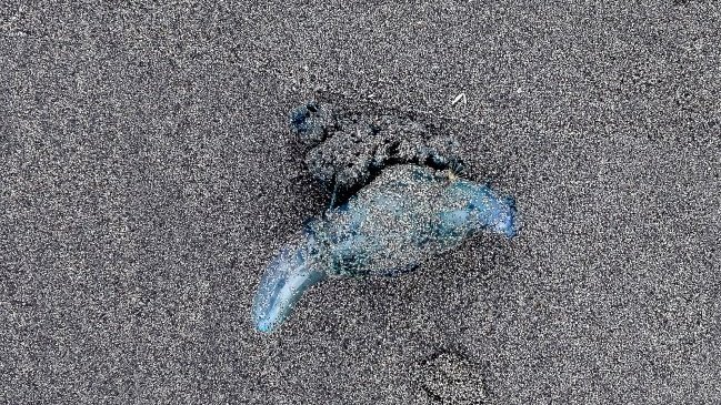 Primera aparición de la fragata portuguesa se registró en playa de Cartagena