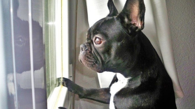 Hija de Carrie Fisher se hará cargo de su famoso perro