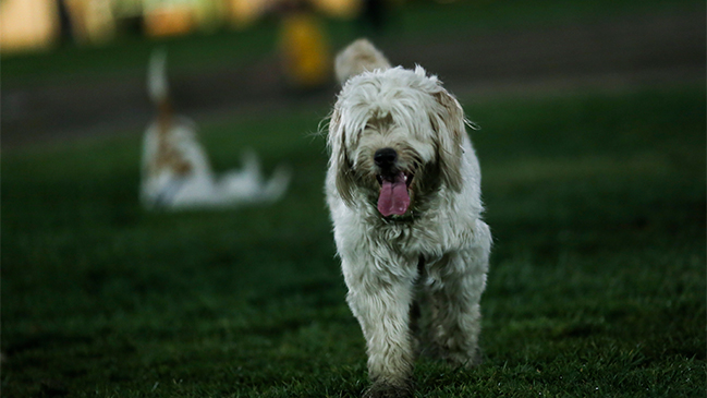 Revisa estos consejos para que tu mascota no sufra con el ruido de los fuegos artificiales
