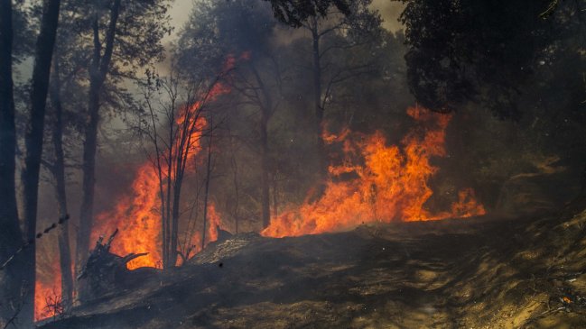 PDI y Conaf reeditan plan para evitar y combatir incendios forestales