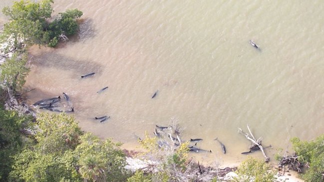 Al menos 81 orcas negras murieron tras varar en la costa sur de Florida